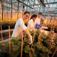 Mitarbeitende der Hochschule Geisenheim experimentieren mit Reben. 